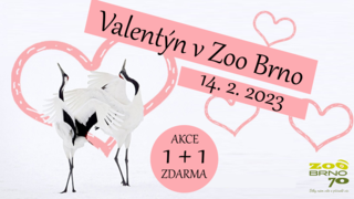 Valentýn v Zoo Brno